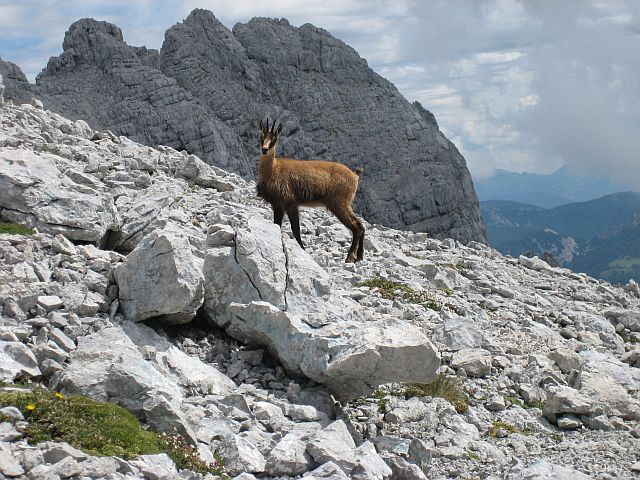 Kamzík
